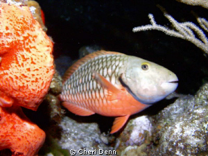 I love the yellow eye shadow on the spot light parrot fish by Cheri Denn 